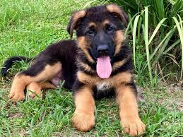 How To Raise A Purebred German Shepherd Puppy